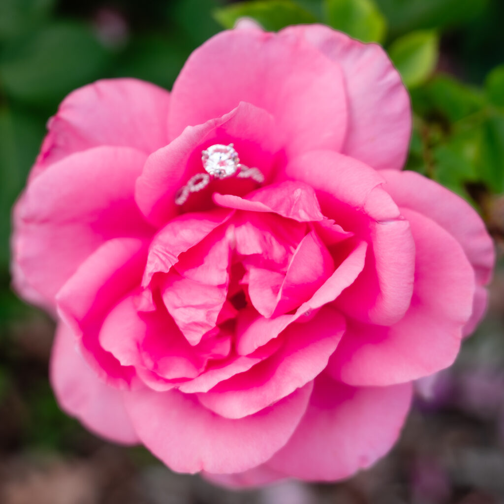 Engagement photos Rose Garden Des Moines Iowa
