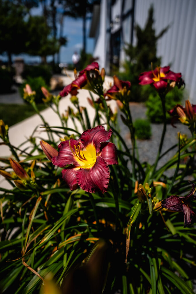 flowers blooming at Bluebird Hill Iowa wedding venue